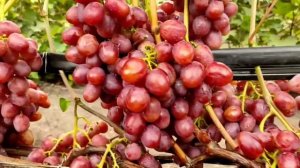 Очень ранний виноград Королевский Мускат 2021г.