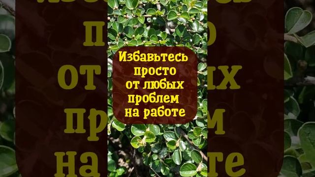 Избавьтесь просто от любых проблем на работе