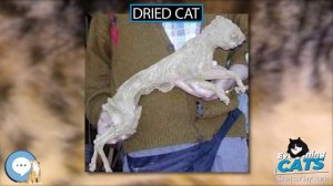 Dried cat ??? EVERYTHING CATS ???