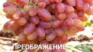 УСТОЙЧИВЫЕ СОРТА ВИНОГРАДА? для ЧЕРНОЗЕМЬЯ, НЕЧЕРНОЗЕМЬЯ, ПОДМОСКОВЬЯ и южных районов СИБИРИ