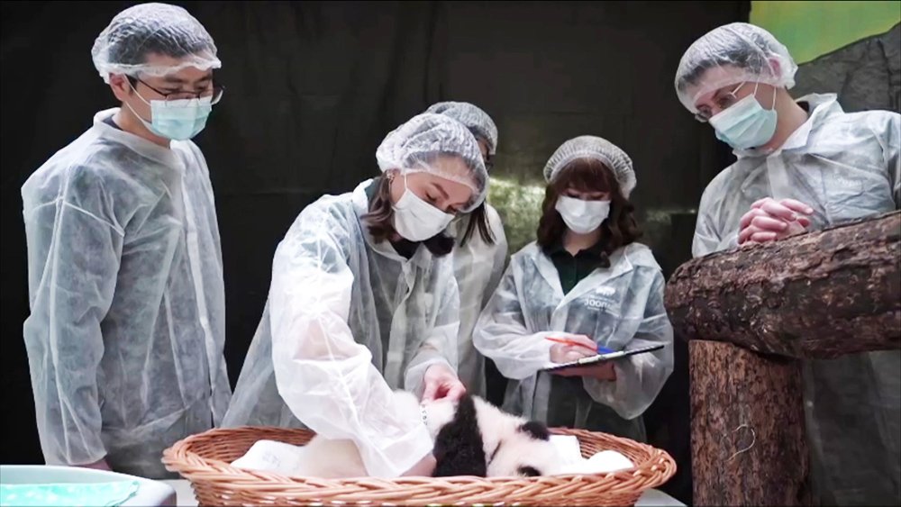 Китайский зоолог осмотрел новорожденную панду в Московском зоопарке / Город новостей на ТВЦ