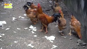 Con Gà Gáy Le Te - Nhạc Thiếu Nhi Sôi Động Vui Nhộn - Video Đàn Gà Trong Sân