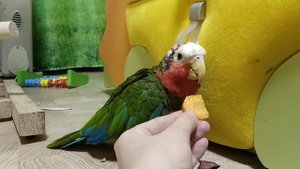 Кубинский амазон и фрукты