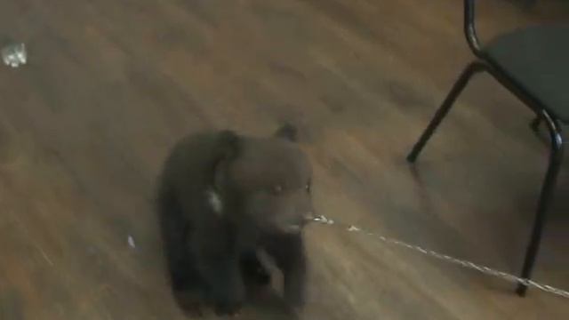 Шок!!! Медведь гулял по городу Кызылу!! Смотреть всем | Тува Тыва | смотреть онлайн