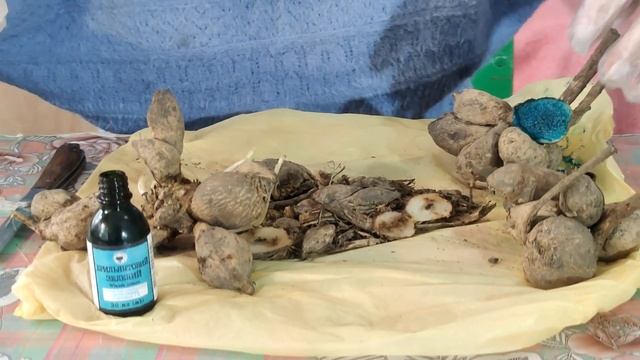 Подготовка клубней георгин к проращиванию, после хранения в холодильнике