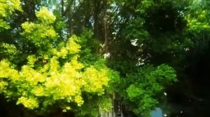 Hotel "Natural Park Resort" Pattaya (Отличный и не дорогой отель Тайланда)