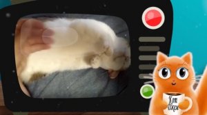 10 признаков, что кошка вас любит! С веселым котом #Джемом ?