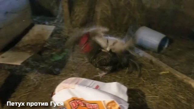 Петух в Деле / Битвы и Сражения Петуха с Другими Животными смотреть онлайн