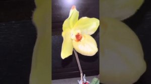 Paphiopedilum Shun-fa golden x Armeniacum