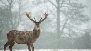 Густой зеленый ельник у дороги *** Бунин И.А. *** Стихотворение