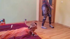 Сова сипуха  Первая тренировка на вабило