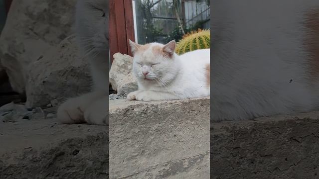 Крым.Ялта.Никитский ботанический сад#коты #крым#никитскийботаническийсад#ялта
