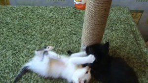 Маленькие котята играют. Такие милые !!