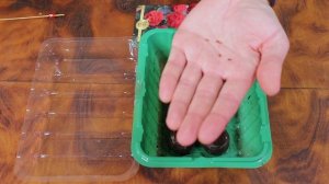 Как вырастить пеларгонию из семян? Два простых способа