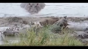 бегемот   нападает  на   крокодила !!!!!!!!