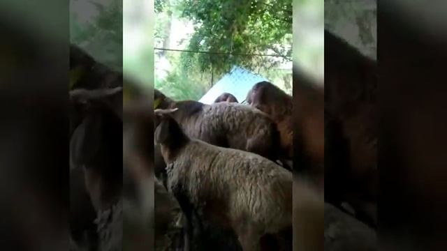 Баран произво-тель 4зуба арашан цена договорная |Чуй.обл с.Воронцовка +996706089777 | арашан койлор