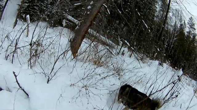 Зимняя жизнь бобров. Прогулка смотреть онлайн