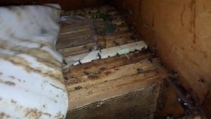 Пчелы!! Раздали горький перец!…пчелы радуются