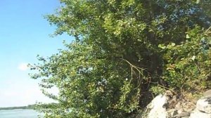 Река Обь  Новосибирск / The river Ob  Novosibirsk