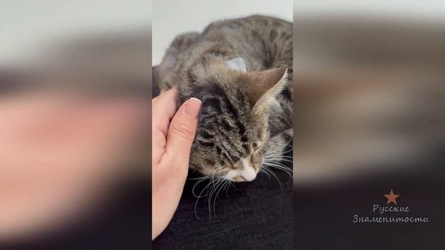 Кошка Ольги Орловой Соня такая милашка!
