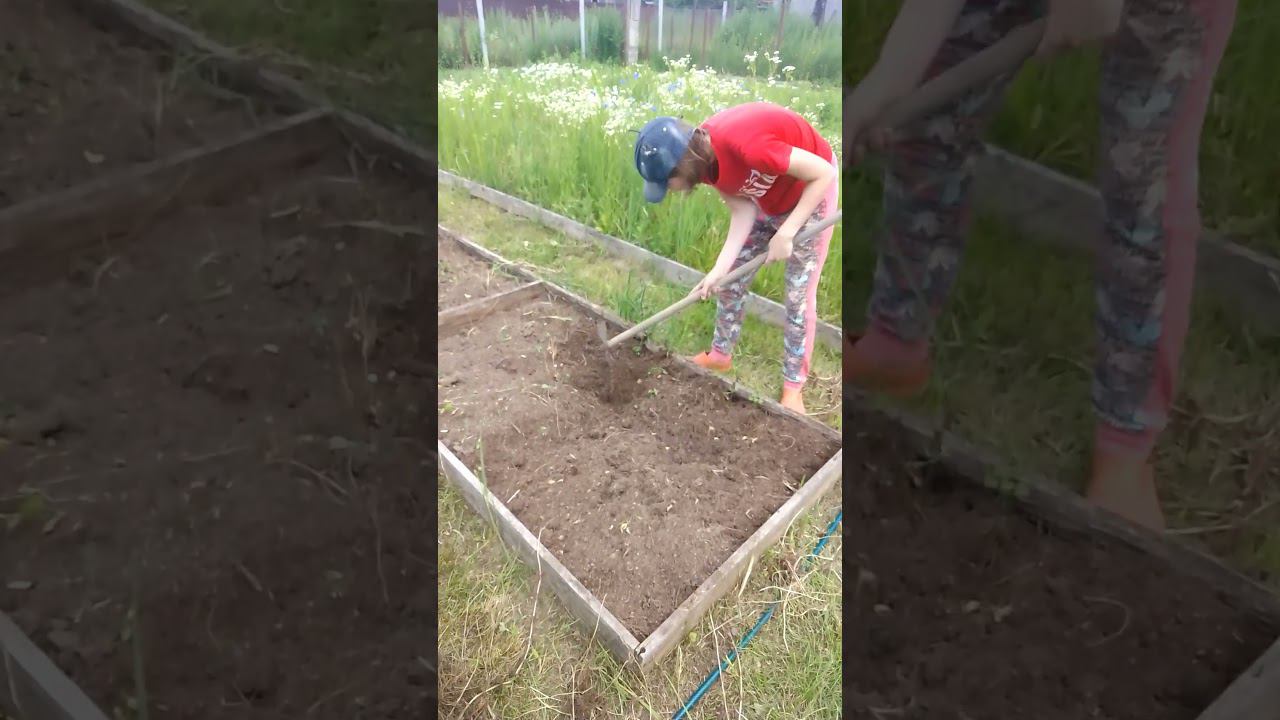 выбираем корешки #дача #огород #мульчирование #природноеземледелие #деревенскаяжизнь