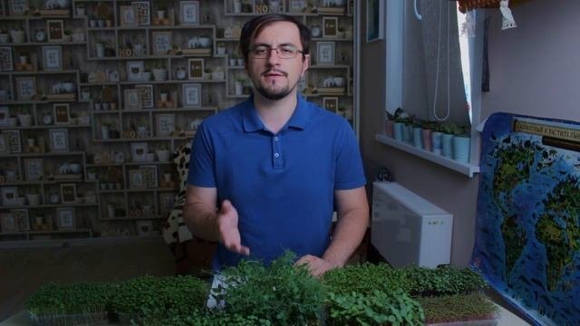 5 причин попробовать микрозелень. Microgreen - это современный суперфуд, насыщенный витаминами