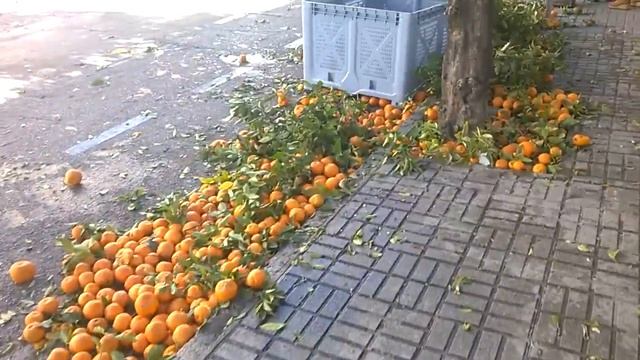 Уборка апельсин на улицах Испании смотреть онлайн