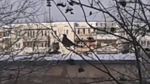 Стая птиц едят рябину 2