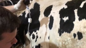 Послеродовой парез у коровы|(Суржик)