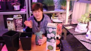 Как Сохранить Саженцы До Высадки в Грунт.