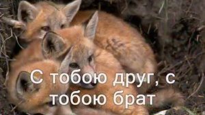 С тобою друг с тобою брат Христианская Песня