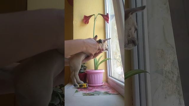 Ассоль почти 2 месяца чихуахуа