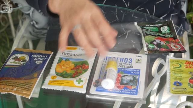 Болезни огурцов и их лечение ❗Советы от эксперта