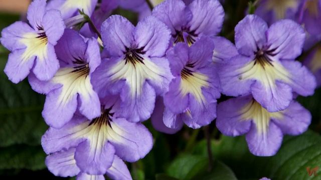 Стрептокарпус (Streptocarpus)