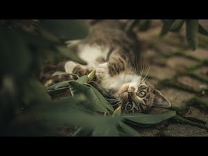 Не только коты, но и люди, причём зачастую незнакомцы, могут дать вам много света и тепла