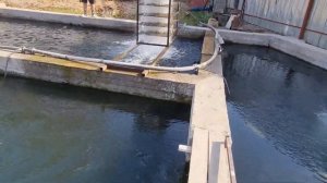 кислород для форели играет важную роль