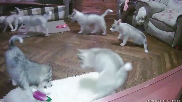 Хасята онлайн / Siberian husky live