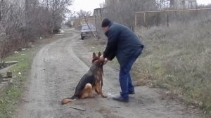 "Дай лапу".Немецкая овчарка Альма, 5 лет.Одесса.