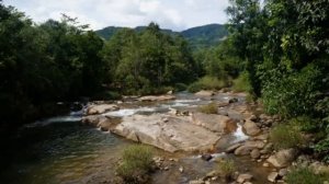 РОМАН СОН - ПЕСНЯ ПРО ВЬЕТНАМ, НЯЧАНГ (NHA TRANG) - ШАНСОН