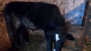 Рацион и вес - 2 месячного телёнка и 8 месяцев .