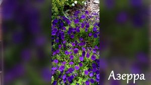 ЧТО НУЖНО ЗНАТЬ ПРО ПЕТУНИЮ ПЕРЕД ЕЁ ПОСЕВОМ НА РАССАДУ + СЕМЕНА САМОЙ КРАСИВОЙ ПЕТУНИИ