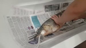 Невероятно большая нельма