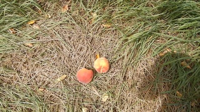 Персик Харнас, урожай 2022 смотреть онлайн