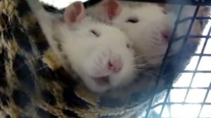 Почему важно заводить двух крыс