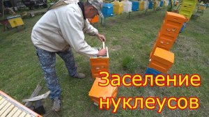 Заселение нуклеусов. Матководство 2021