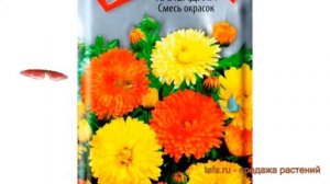Календула обыкновенный Смесь окрасок ? обзор: как сажать, семена календулы Смесь окрасок