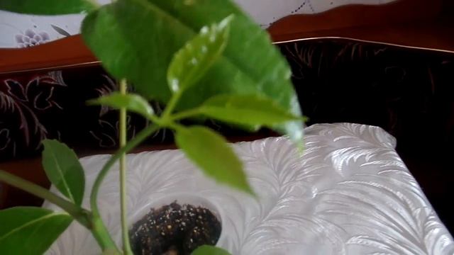 Шеффлера (Schefflera) : выращивание из семян в домашних условиях. Часть 3-я смотреть онлайн