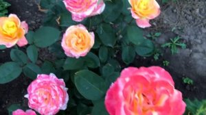 РОЗЫ. ЦВЕТЕНИЕ РОЗ НА ДОМЕ - 2. КАКИЕ РОЗЫ ДОСТОЙНЫ ВАШЕГО ВНИМАНИЯ. ЧЕСТНЫЙ ОТЗЫВ О РОЗАХ.