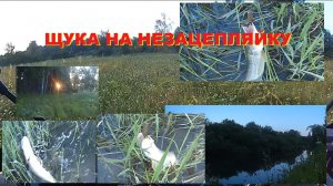 Щука на блесну