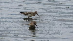 Кулики разные кормятся